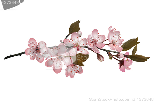 Image of Sakura flowers background