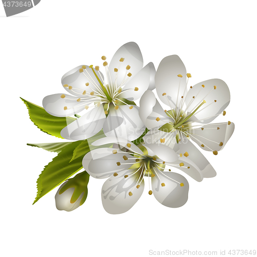 Image of Beautiful tender cherry flowers.