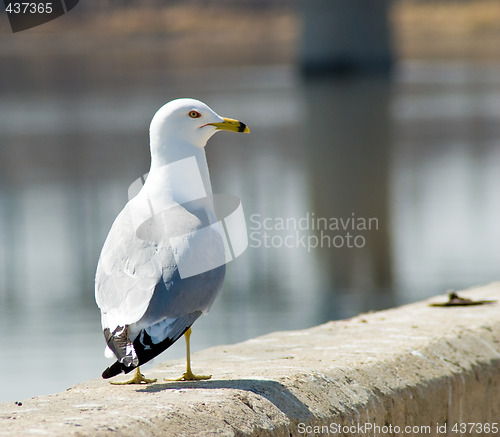Image of Single Seagull