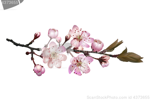 Image of Sakura flowers background