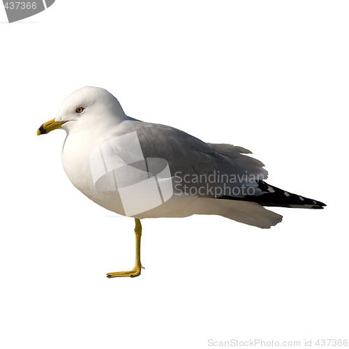 Image of Isolated Seagull