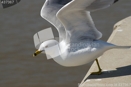 Image of Seagull Jumping Off A Ledge