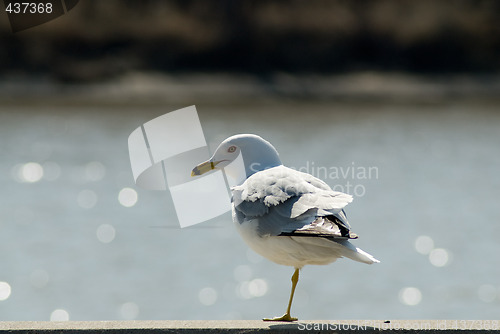 Image of One Legged Seagull