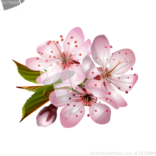 Image of Spring pink sakura blossoms