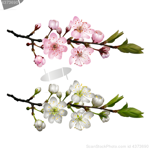 Image of Set of Blossoming cherry branches