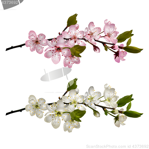 Image of Set of Blossoming cherry branches