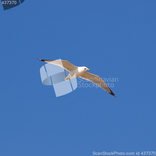 Image of Flying Seagull