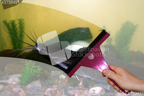 Image of Hand washes the aquarium glass