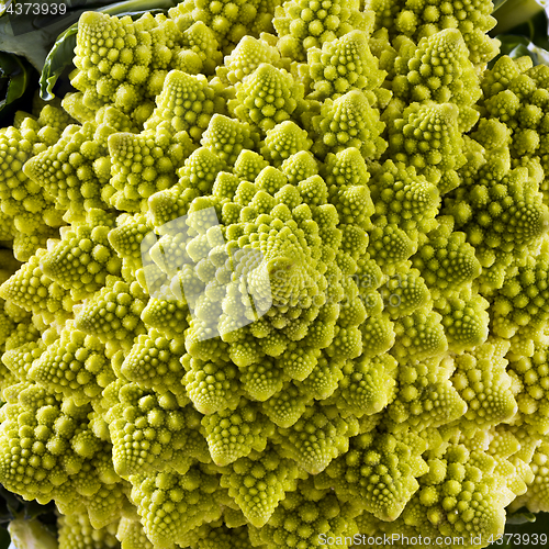 Image of Closeup of Romanesco broccoli 