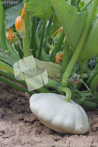 Image of Pattypan White Squash