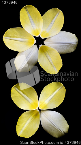 Image of Several yellow petals of tulip arranged in circle