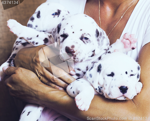 Image of human hand holding many puppies dalmatian close up