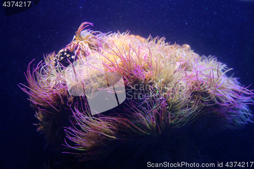 Image of Marine animals closeup in aquarium