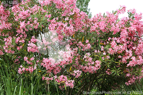 Image of Flowering Oleander bush