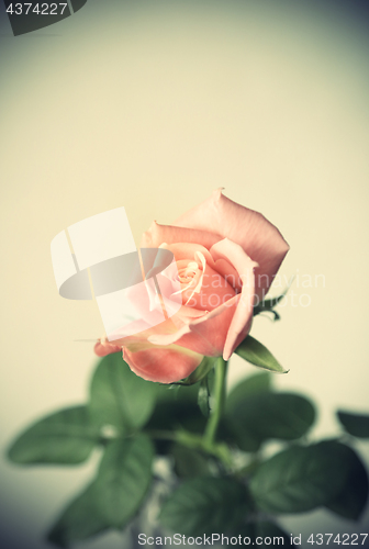 Image of Beautiful pink rose