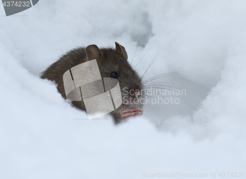 Image of Brown rat in the snow