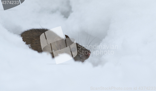 Image of Brown rat in the snow