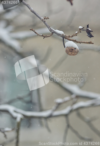 Image of Ripe walnut on tree in winter