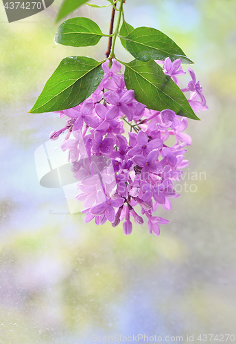 Image of Macro image of spring lilac violet flowers