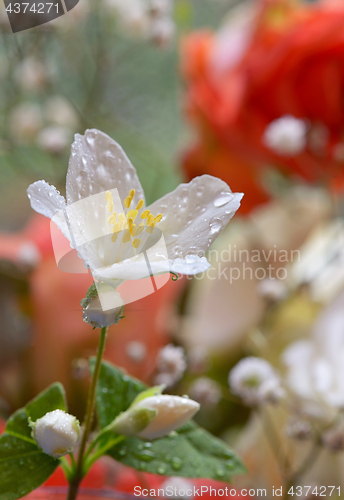 Image of White jasmine flower and drops