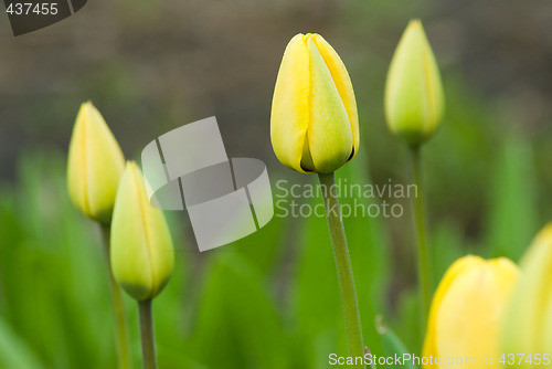 Image of Yellow Tulips