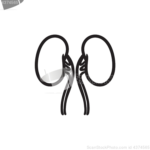 Image of Kidney sketch icon.