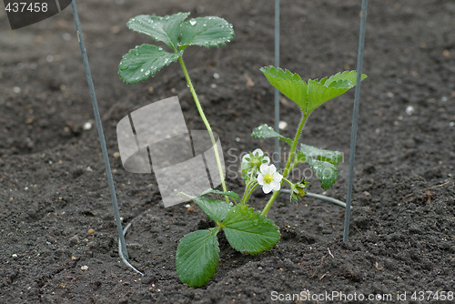 Image of Strawberry Plant