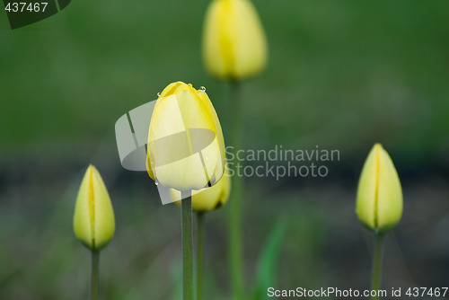 Image of Close-up Tulip