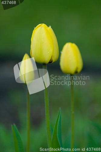 Image of Three Yellow Tulips