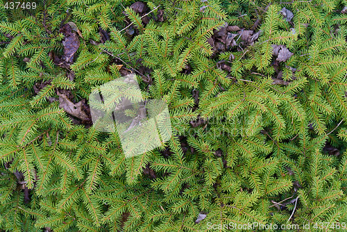 Image of Pine Needle Background
