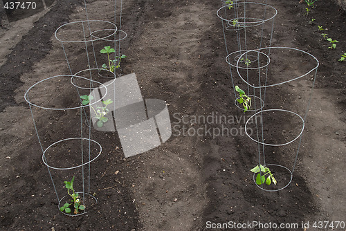 Image of Newly Planted Garden