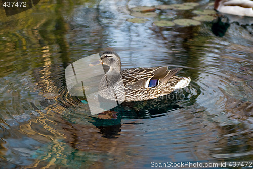 Image of Malard Duck