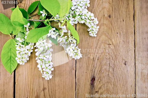 Image of Bird cherry blossoming on board