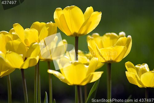 Image of Yellow Tulips