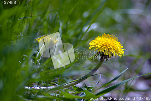 Image of Dandelion