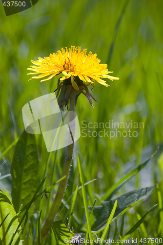 Image of Single Dandelion