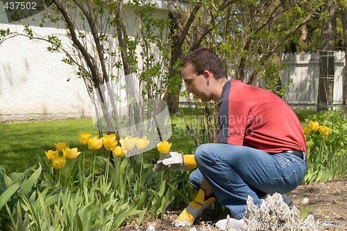 Image of Male Gardener