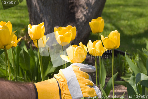 Image of Gardening