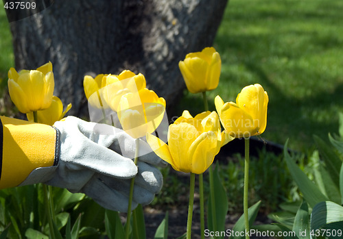 Image of Gardener