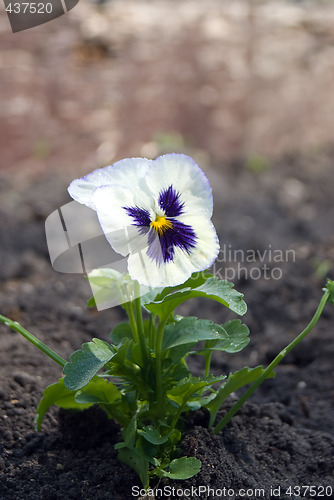 Image of Single Pansy