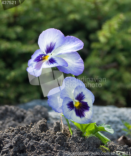 Image of Planted Pansy