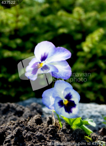 Image of Saturated Pansy