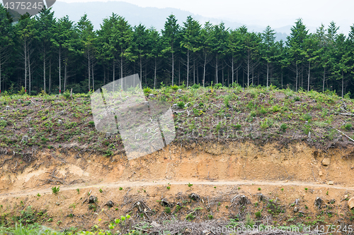 Image of Natural landscape with field and forest