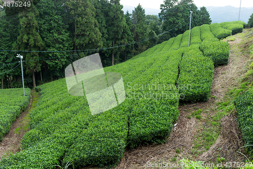 Image of Fresh Green tea farm