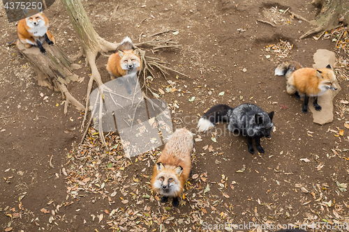 Image of Many red fox looking for food
