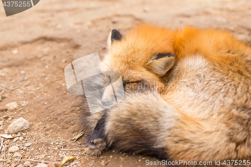 Image of Red fox fall asleep