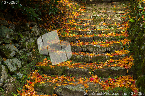 Image of Rock stone step with maple leaves