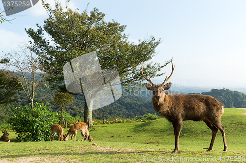 Image of Stag deer on mountain