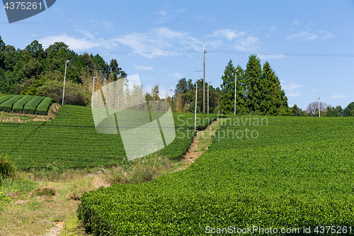 Image of Green Tea field