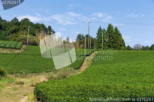 Image of Green Tea field